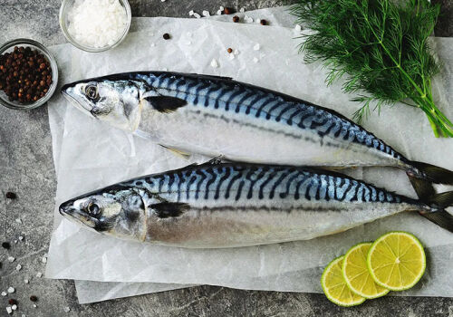 Mackerel price increase is caused by the reduction of EU quotas for its fishing