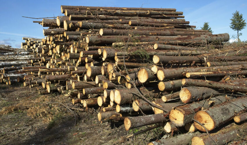 Care sunt țările care se află în fruntea clasamentului în ceea ce privește defrișările? defrișarea pădurii