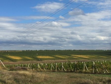 Вино рождается на винограднике Вино рождается на винограднике