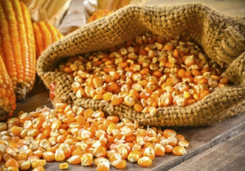 Prognoza IGC: este posibil un dezechilibru pe piața mondială a porumbului