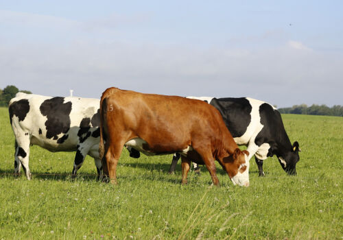 Ukrainian farmers asked the EU for 160 euros for each Ukrainian cow Ukrainian farmers asked the EU for 160 euros for each Ukrainian cow