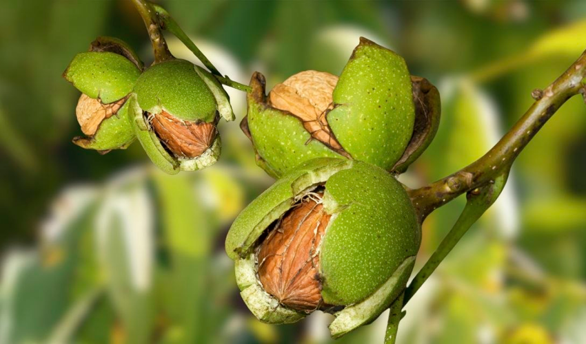 The walnut harvest in Moldova will begin earlier than usual nuts