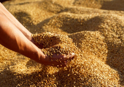 Prelucrarea costisitoare a cerealelor reduce competitivitatea agrobusinessului moldovenesc Prelucrarea costisitoare a cerealelor reduce competitivitatea agrobusinessului moldovenesc