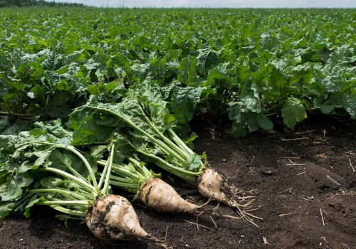 Сахарная свекла в Молдове будет посеяна, сахар — произведен Сахарная свекла в Молдове будет посеяна, сахар — произведен