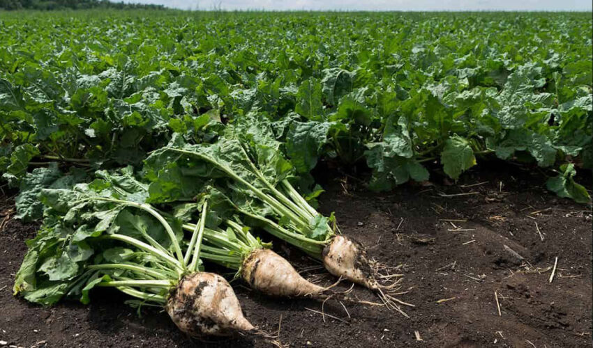 сахарная свекла