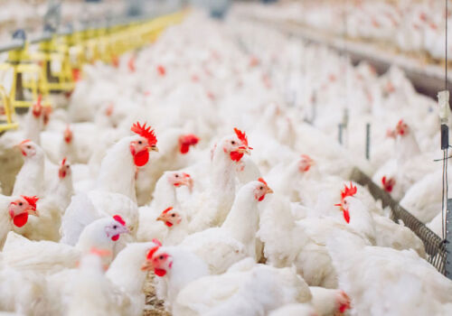 ANSA investigates crackdown on use of hazardous substance by poultry farms