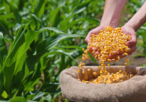 Culturile de porumb pot fi reduse în Moldova