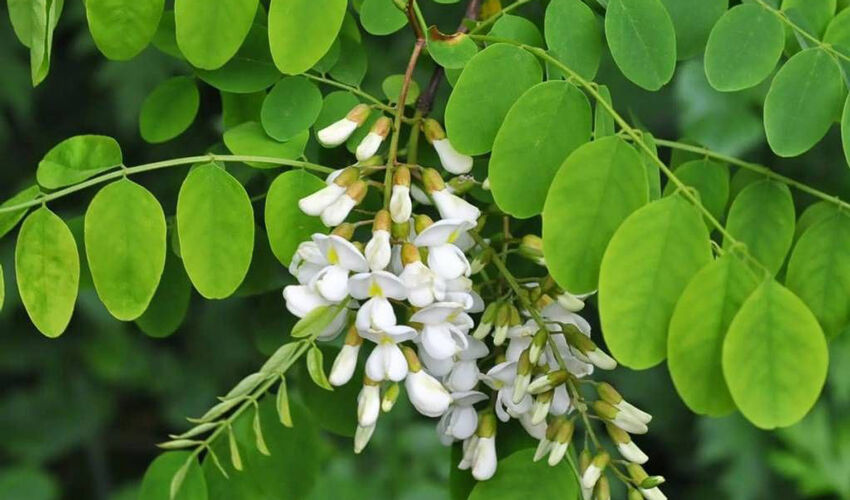 Acacia is a native species and not harmful