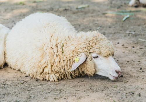 Ce vor schimba pentru importatori noile norme pentru importul de ovine și caprine în Moldova