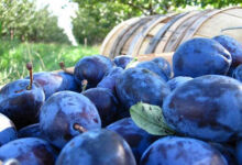 Producătorii moldoveni de fructe au dat lovitura la Fruit Attraction