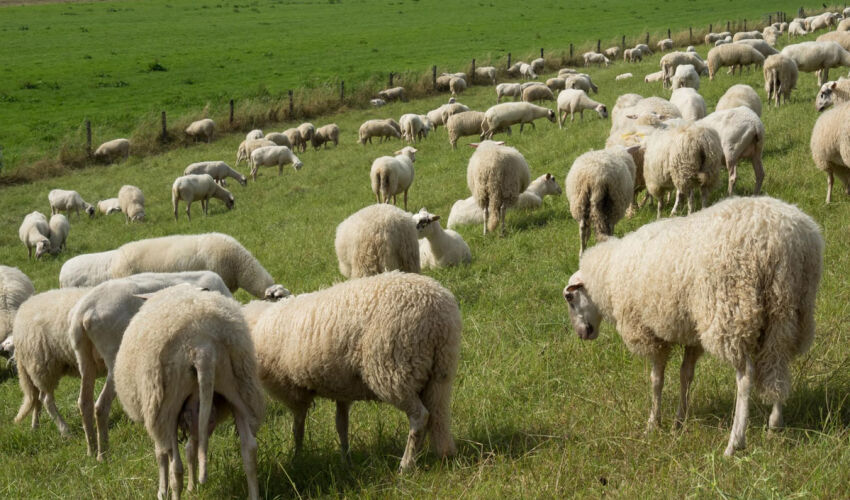 grazing