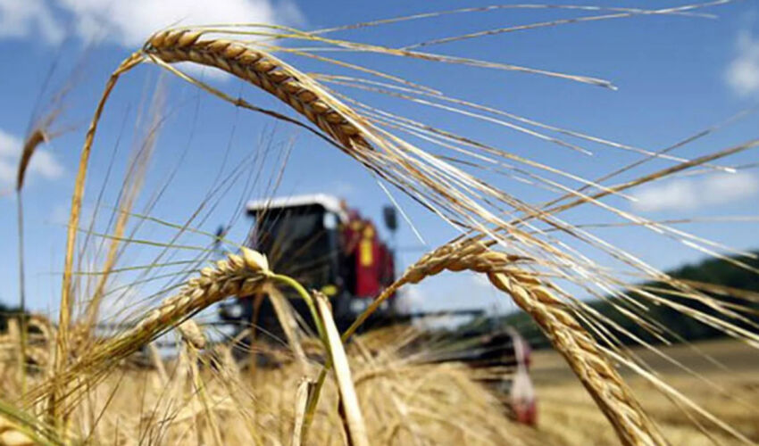 wheat harvest