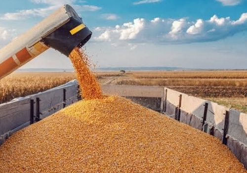 Exporturile de produse agricole din Ucraina ar putea scădea cu mai mult de jumătate Exporturile de produse agricole din Ucraina ar putea scădea cu mai mult de jumătate