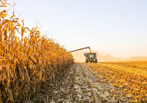 Corn harvest delays in Ukraine and Moldova multiply risks Corn harvest delays in Ukraine and Moldova multiply risks
