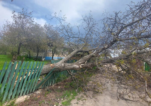 Сильный ветер накрыл Молдову: по всей стране фиксируются отключения света и падение деревьев