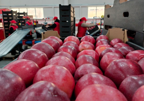 Piața merelor din Moldova: stocuri mari de produse de înaltă calitate