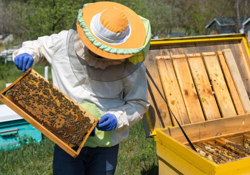 Apicultura moldovenească are lideri vechi și probleme noi