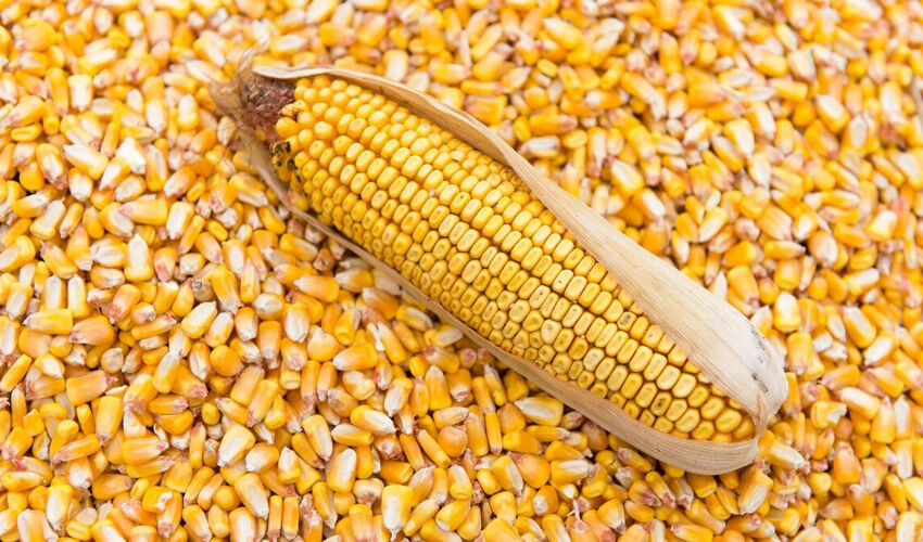 Prețul cerealelor în Ucraina este mai mic decât în Moldova Prețul cerealelor în Ucraina este mai mic decât în Moldova