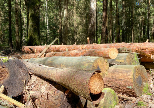 Утвержден пятилетний лимит заготовки древесины Утвержден пятилетний лимит заготовки древесины