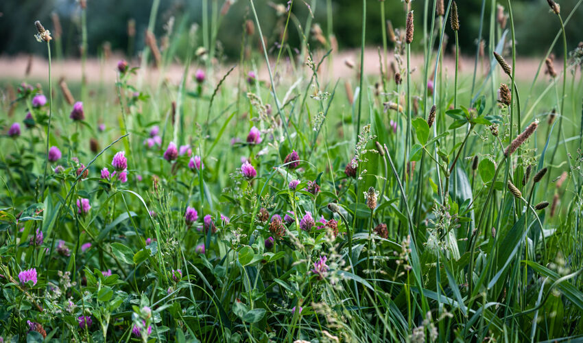 Proprietarii de terenuri agricole vor fi trași la răspundere pentru conservarea solului