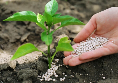 Îngrășăminte azotate: prețul a depășit pragul psihologic Îngrășăminte azotate: prețul a depășit pragul psihologic