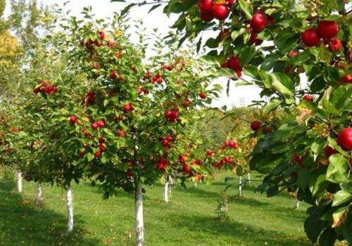 La ce subvenții pot spera grădinarii și viticultorii din Moldova? La ce subvenții pot spera grădinarii și viticultorii din Moldova?
