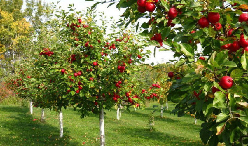 În Moldova a fost elaborată o metodologie pentru plantarea livezilor Grădinile din Moldova