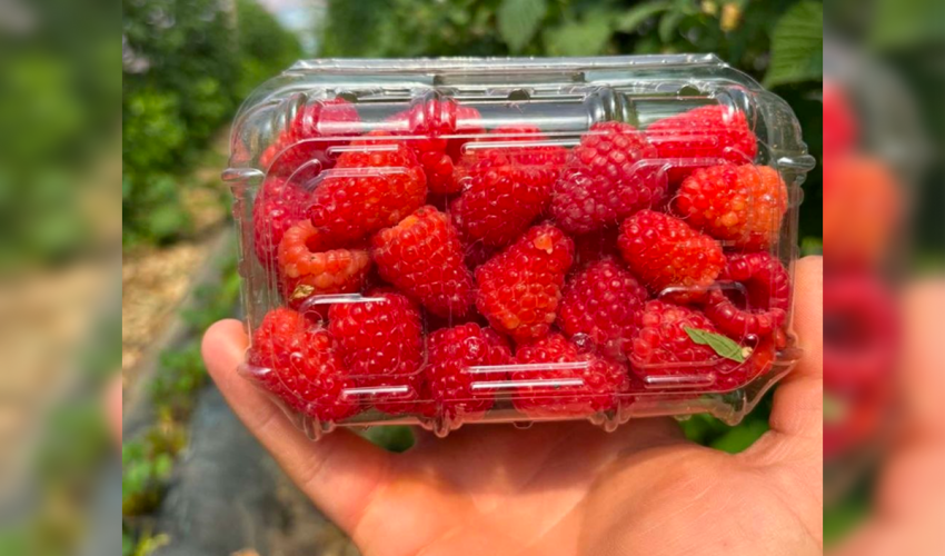 Will Moldovan farmers be able to increase their raspberry exports and prices? raspberry