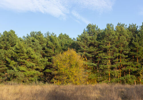 Pădurile nu reduc amprenta de carbon?