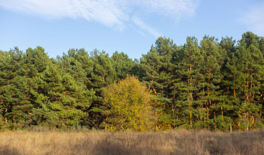 Forests don’t reduce carbon footprints? forest