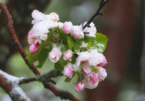 Horticultura din Ucraina a pierdut jumătate din recolta de fructe cu sâmburi din cauza înghețurilor