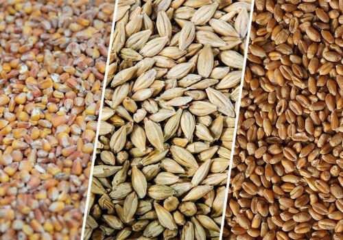 Prețurile cerealelor în Moldova au crescut, dar tendința nu este încă durabilă