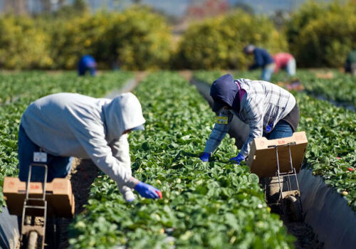 “e-Zilieri”: day laborers will leave a “digital footprint”