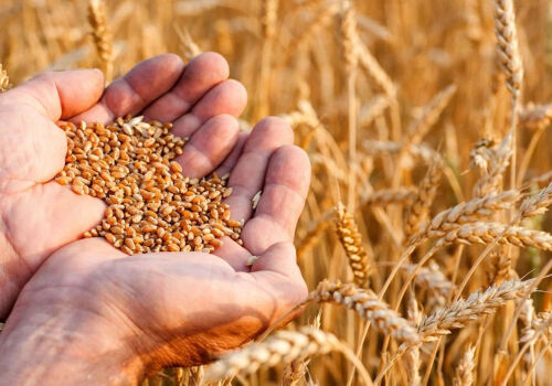 Wheat becomes more expensive due to the instability of the Middle East truce