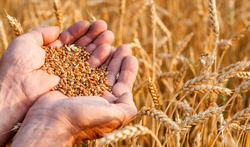 Цены на пшеницу