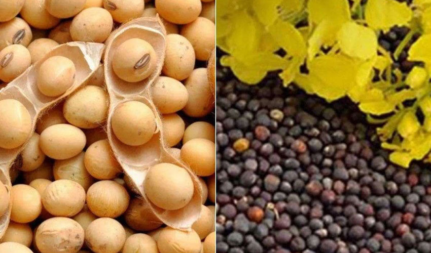 Ukraine introduces duties on soybean and rapeseed exports. What does this mean for Moldova? Ukraine introduces duties on soybean and rapeseed exports. What does this mean for Moldova?