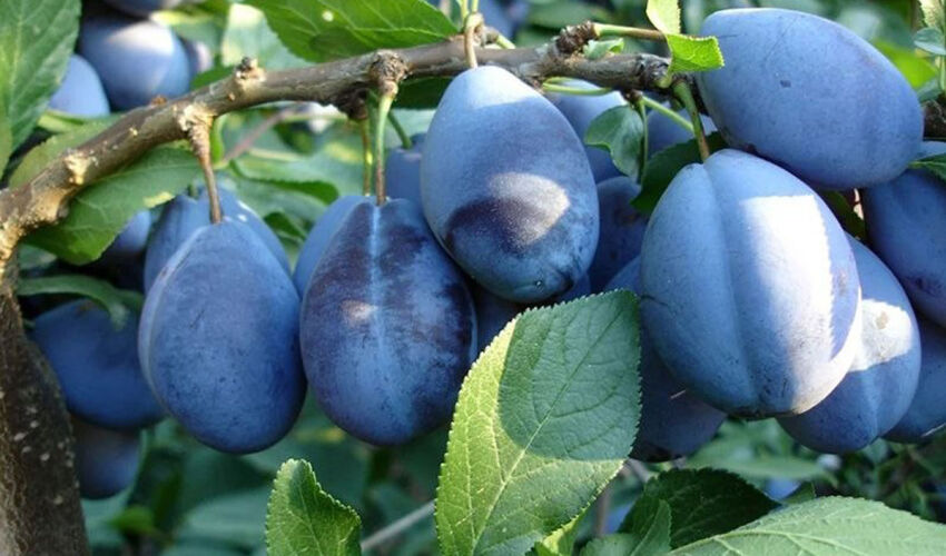 Moldovan Plum Industry Outlook: A Bountiful Harvest, Large Fruits, and Hopes for Exports plums