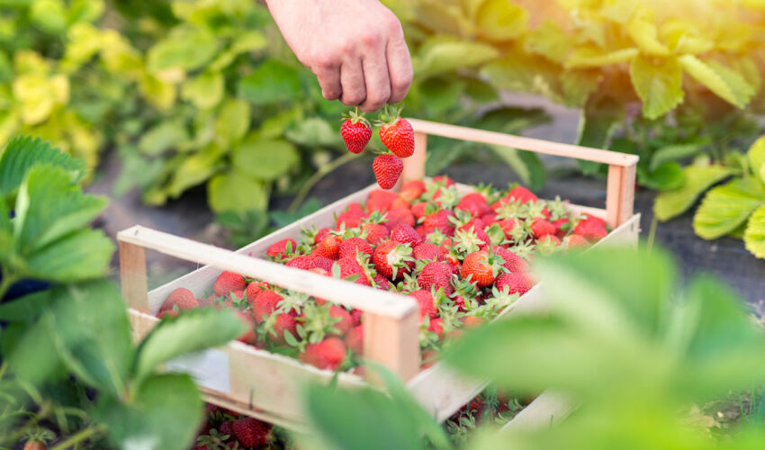 Opinion: reducing berry harvest losses is more effective than raising prices strawberry picking