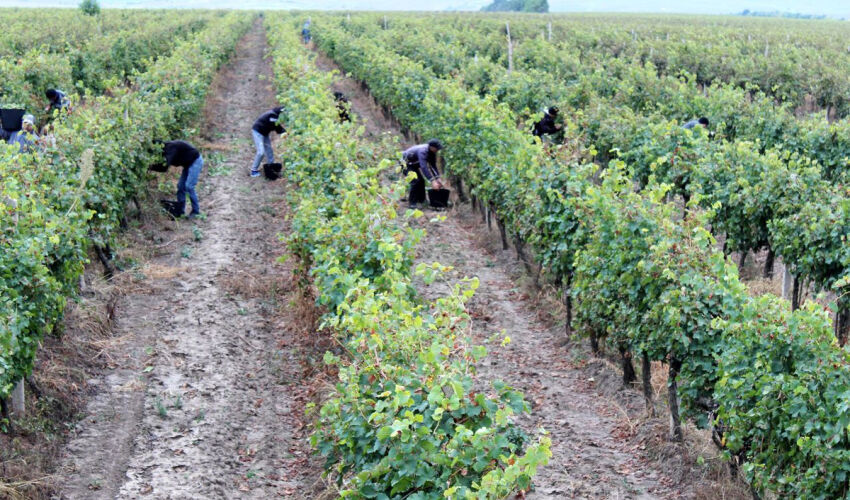 prisoners in the vineyard
