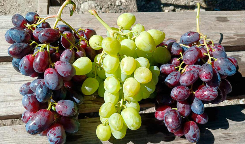 Экспорт столового винограда: неплохие показатели при скромном спросе
