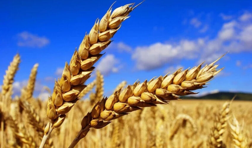 wheat2