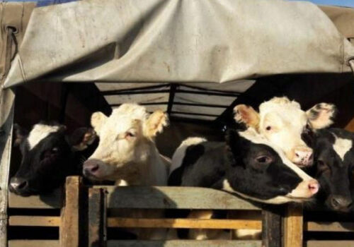 В Молдове усилят защиту животных