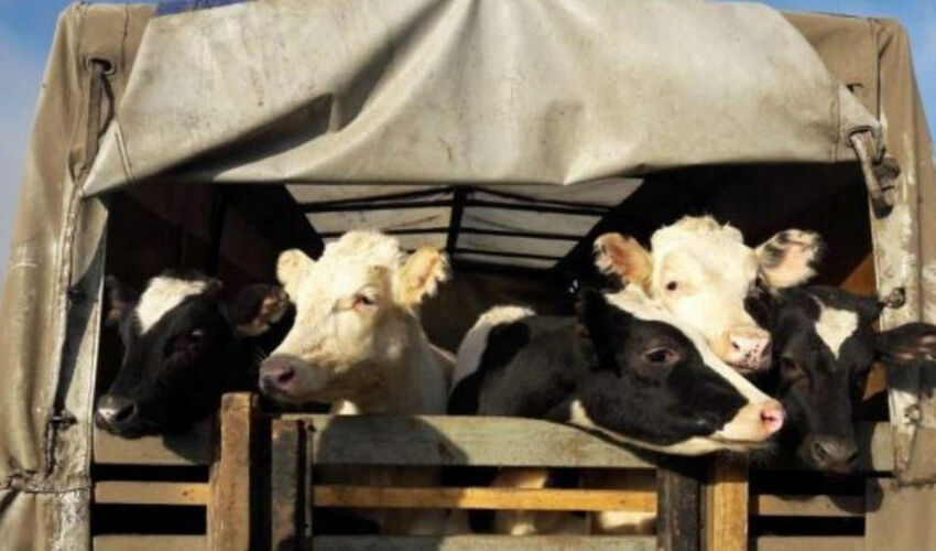 transportul animalelor