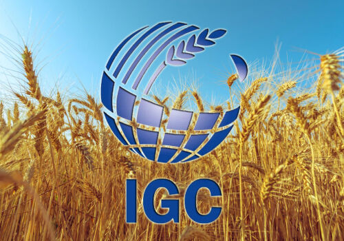 Prognoza IGC: cu 69 de milioane de tone sub nivelul record Prognoza IGC: cu 69 de milioane de tone sub nivelul record
