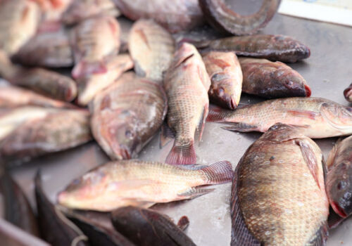 Ce pești de apă dulce pot fi cumpărați în Moldova fără prea mare risc?