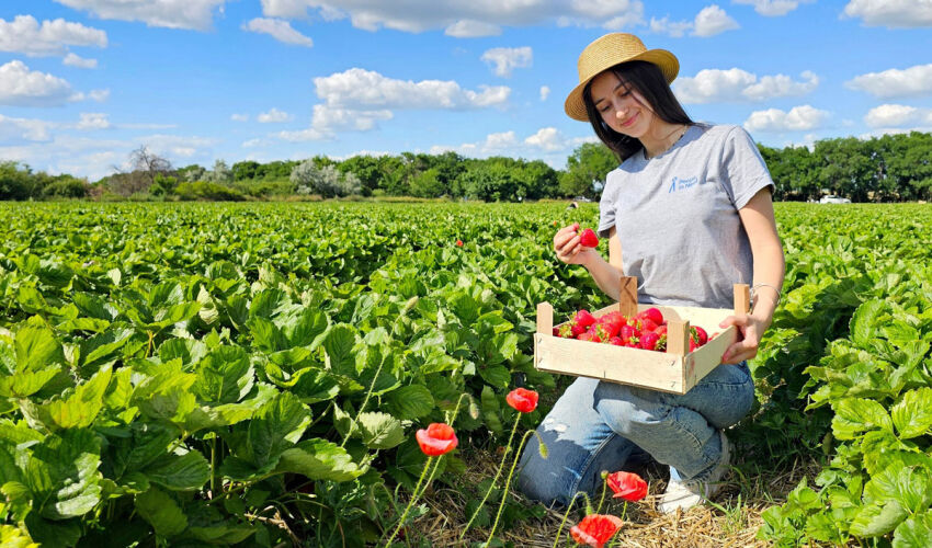 проект BERRIES