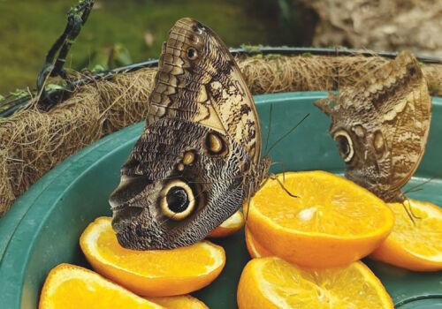 Butterfly business