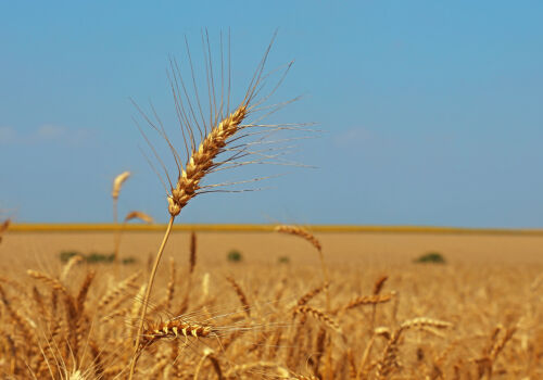Prognoza IGC: recolta mondială de cereale din 2026 va fi a doua ca mărime din istorie