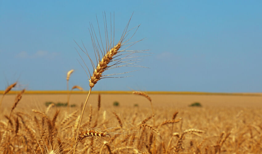 wheat