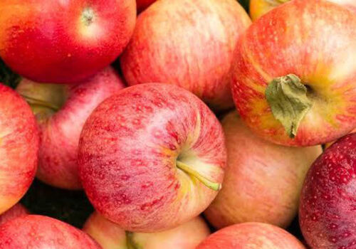 Moldovan apple market enters March under price pressure Moldovan apple market enters March under price pressure